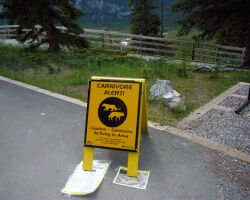 Carnivore alert in Banff