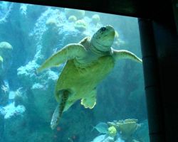 Giant Turtle in New England Aquarium