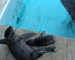 Mamma and baby sea-lion in New England Aquarium