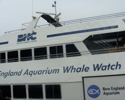 The catamaran for whale -watching in Boston