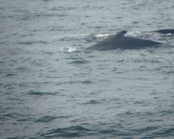 Whales in Stellwegen Bank