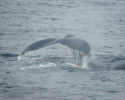 Whale's tail in Stellwegen Bank